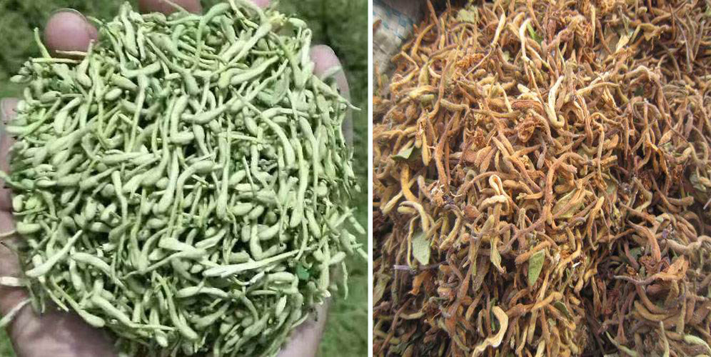 烘干金銀花畝產(chǎn)利潤多少？專業(yè)廠家詳解真實(shí)利潤