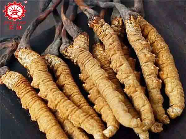 新鮮蟲(chóng)草怎么烘干以及冬蟲(chóng)夏草烘干方法 新鮮蟲(chóng)草怎么烘干以及冬蟲(chóng)夏草烘干方法